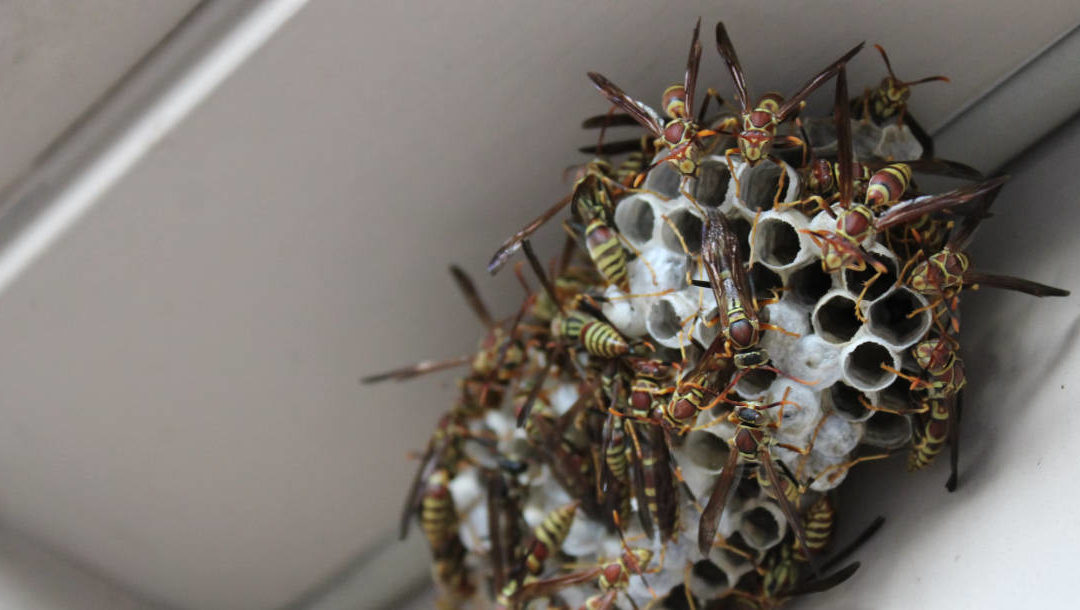 Will House Cleaners Kill Wasps?